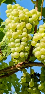 A cluster of green grapes with vibrant leaves under a blue sky.