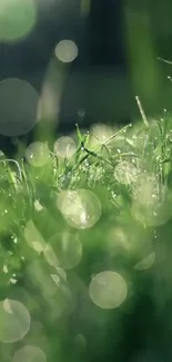 Vibrant green grass with morning dew close-up.