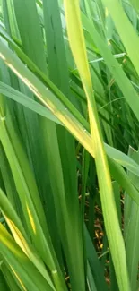 Lush green grass close-up for mobile wallpaper.