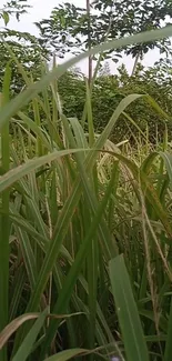 Lush green grass and foliage in serene nature scene.