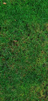 Natural green grass wallpaper for mobile with vibrant lush texture.