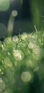 Close-up of green grass with dewdrops and bokeh effects creating a serene atmosphere.