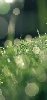 Close-up of dew-covered grass in morning light.