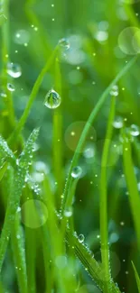 Lush green grass with dew drops wallpaper.