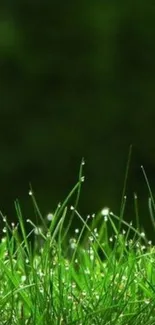 Close-up of green grass with morning dew drops in nature wallpaper.