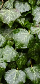 Lush green ivy leaves creating a serene mobile wallpaper background.