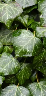 Mobile wallpaper with lush green ivy leaves.