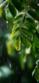 Close-up of lush green leaves with raindrops falling.