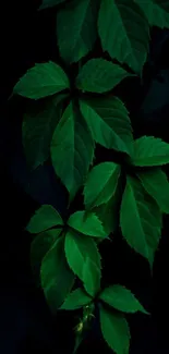 Dark green leaves creating a serene mobile wallpaper background.