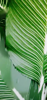 Close-up of lush green tropical leaves for nature-themed mobile wallpaper.