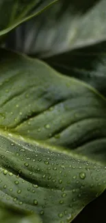 Close-up of green leaves with water droplets.