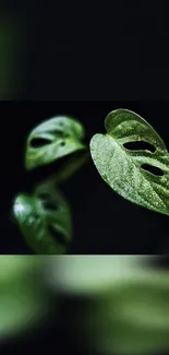 Lush green leaves on black background mobile wallpaper.