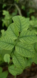 Lush green leaves with detailed texture on a plant.