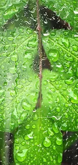 Green leaf with water droplets on surface, vibrant nature wallpaper.