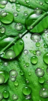 Green leaf with water droplets, vibrant and fresh mobile wallpaper.