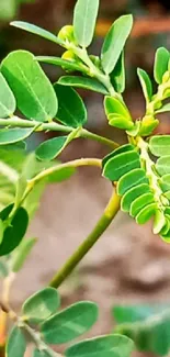 Close-up shot of vibrant green leaves displaying natural beauty.