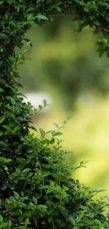 Green leafy wallpaper with natural lush pattern.