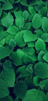 Vibrant green leaves forming a serene background wallpaper.