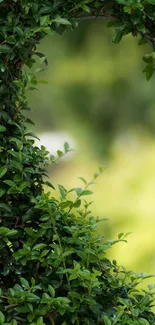 Lush green wall of leaves with blurred background.