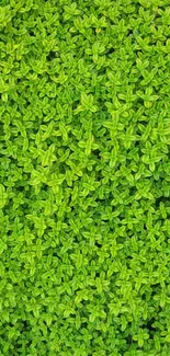 Bright green leafy pattern wallpaper for phones.