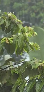 Lush green leaves wet with rain, capturing nature's tranquility.