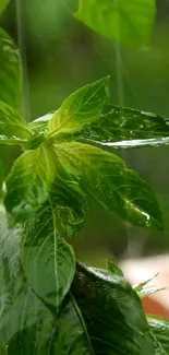 Vibrant green leaves with rain droplets enhancing natural beauty.