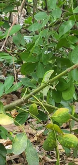 Lush green branches and leaves in natural setting.