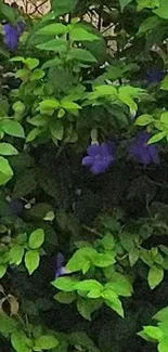 Lush green leaves with purple flowers in natural setting.