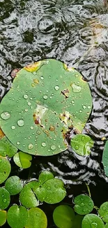 Green lily pad with raindrops on water surface wallpaper.