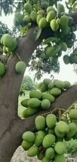 Lush mango tree with ripe green mangoes.