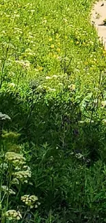 Serene path through lush meadow with wildflowers.