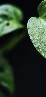 Close-up of Monstera leaves with dew against a dark background.