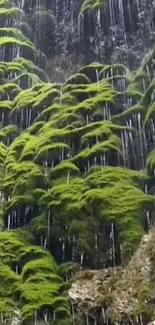 Vibrant green moss waterfall on a rocky surface, creating a calming natural scene.