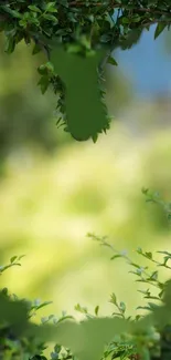 Lush green leaves forming a natural frame.