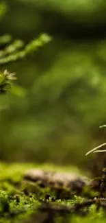 Close-up of lush green foliage with soft-focus forest background.