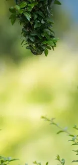 Serene green foliage with blurred background.