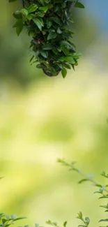 Fresh green foliage mobile wallpaper, ideal for a serene nature theme.