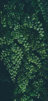 Lush green leaves create a serene wallpaper background for mobile screens.