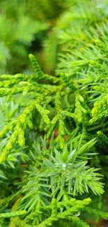 Lush green leaves forming a tranquil mobile wallpaper.