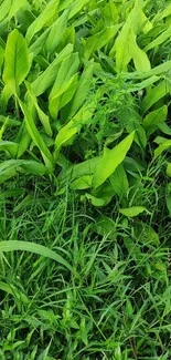 Lush green leaves and grass wallpaper for mobile device.