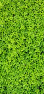 Lush green leafy texture for mobile wallpaper.