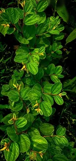 Lush green leaves wallpaper, perfect for nature lovers seeking serenity.