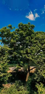 Lush green trees under clear blue sky wallpaper.