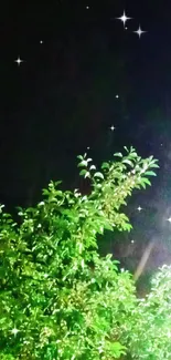 Vibrant green foliage against a dark night backdrop.