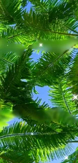 Vibrant green palm leaves with blue sky background.