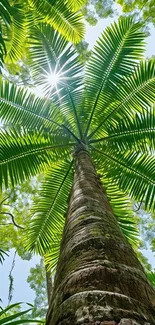 Looking up at a sunlit palm tree with lush green leaves.
