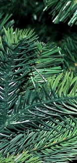 Close-up of lush green pine needles creating a dense, natural texture.