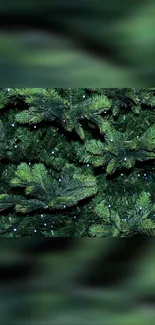 Lush green pine tree branches wallpaper.