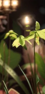 Lush green plant illuminated softly in warm light.