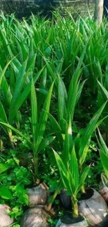 Lush green plants with leaves in a natural garden setting.